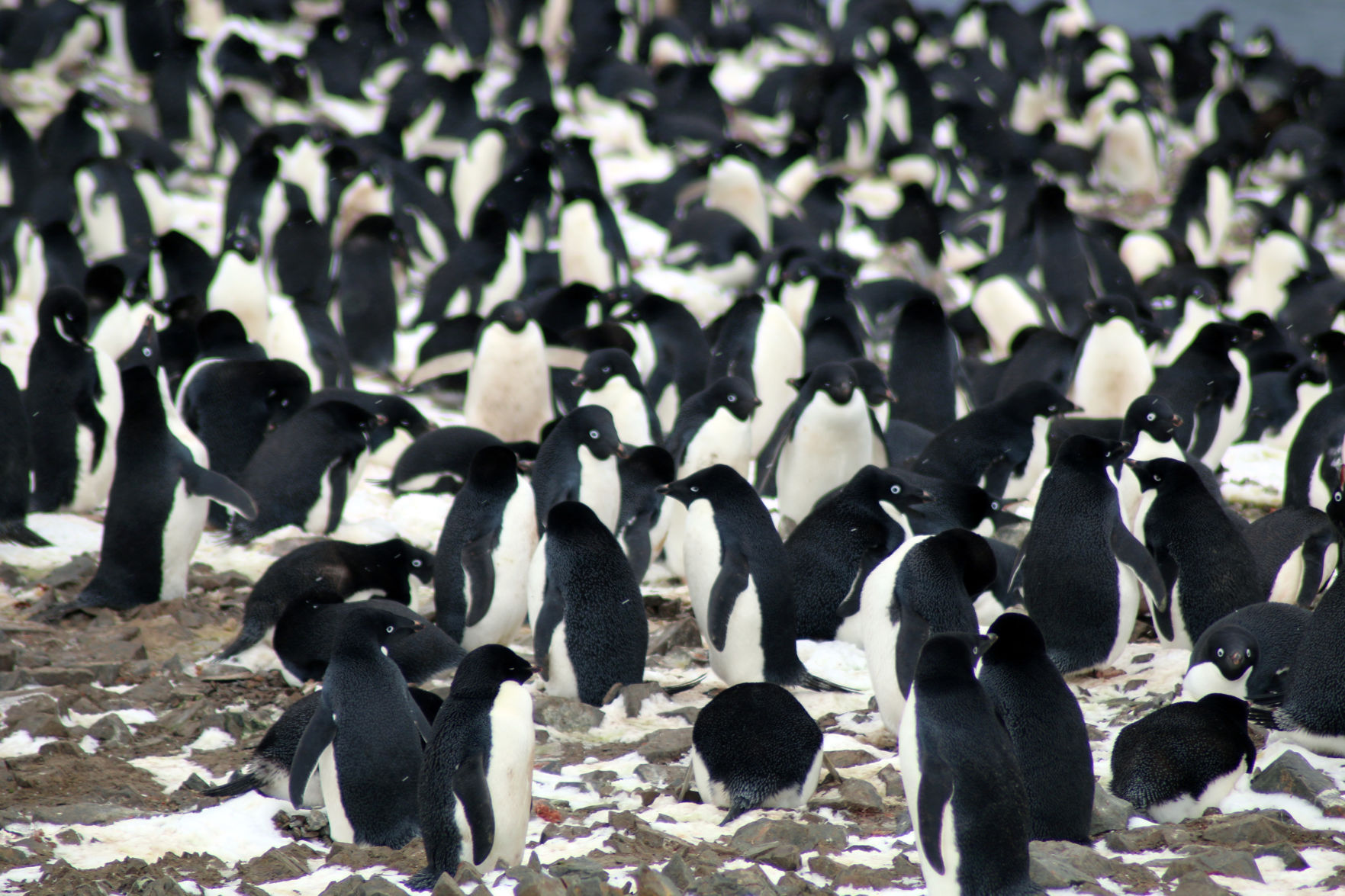 Danger Islands Expedition Image (9).JPG